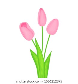 vector image of three pink tulips on white background.