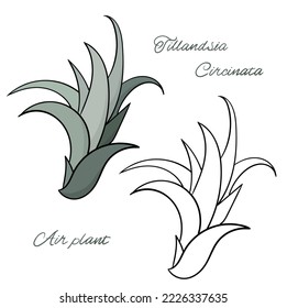 Vector image of Tillandsia Circinata, Air Plants on a white background. Outline and color hand drawn illustration