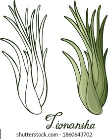 Vector image of Tillandsia ionantha isolated on white background. Signature and hand drawing