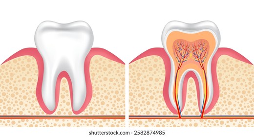 Vector image of a tooth. Anatomy of a tooth close-up. Concept of studying the structure of a human tooth. Medical illustration for scientific articles, etc. Element for your design