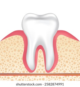 Vector image of a tooth. Anatomy of a tooth close-up. Concept of studying the structure of a human tooth. Medical illustration for scientific articles, etc. Element for your design