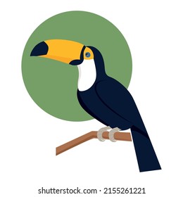 Vector image of an toucan bird.