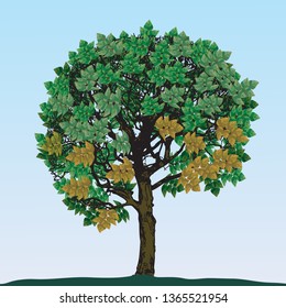 Imagen vectorial de un árbol con follaje verde. La temática de la naturaleza y de los espacios verdes Ilustración vectorial.