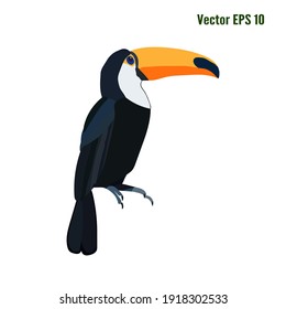 Vector image of a tropical bird. Illustration of a colorful toucan. Isolated image.