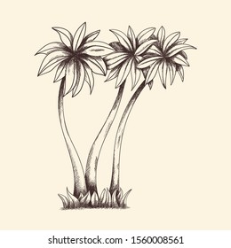 Vector image of tropical palm trees with dense crown and grass.