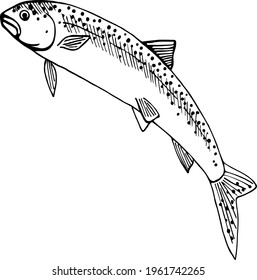 Vector image of a trout. Graphic drawing, black and white image. Design for fishing farms, fish shops, for logos of fishing accessories