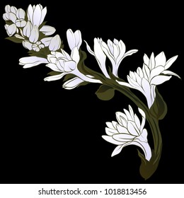 Vector image. Tuberose - branches. Medicinal, perfumery and cosmetic plants. Wallpaper. Use printed materials, signs, posters, postcards, packaging. 