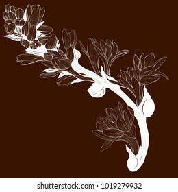 Vector image. Tuberose - branches. Medicinal, perfumery and cosmetic plants. Wallpaper. Use printed materials, signs, posters, postcards, packaging. 