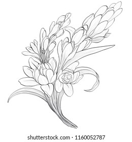 Vector image. Tuberose - branches. Medicinal, perfumery and cosmetic plants. Wallpaper. Use printed materials, signs, posters, postcards, packaging.  Line drawing. Branch with buds and flowers.