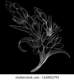 Vector image. Tuberose - branches. Medicinal, perfumery and cosmetic plants. Wallpaper. Use printed materials, signs, posters, postcards, packaging.  Line drawing. Branch with buds and flowers.