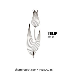 Vector image of tulip of black lines on the white background.