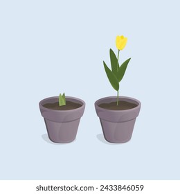 Vector image of tulips in a pot. Plant growing stages.