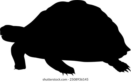 Vector Imagen de una tortuga