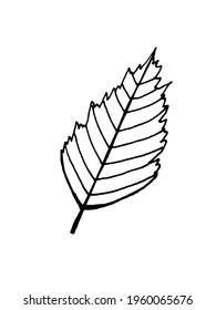 vector image of a twig and a leaf on a white background. Herbs and Plants. Doodles. Decoration for cards and invitations