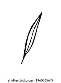 vector image of a twig and a leaf on a white background. Herbs and Plants. Doodles. Decoration for cards and invitations