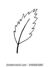 vector image of a twig and a leaf on a white background. Herbs and Plants. Doodles. Decoration for cards and invitations