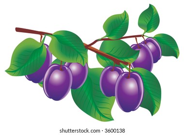 Vector image of twig of plums