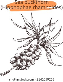 Imagen vectorial de la rampa de la espina dorsal del mar
(Hipphophae rhamnoides). Dibujo vintage sobre fondo transparente. Impresión de bayas Eps para el diseño del producto, paquete, farmacia, cosméticos, etiqueta, logotipo