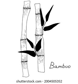 Vector image of two bamboo trunks with leaves and the inscription Bamboo.  Design of posters, postcards, invitations, design of weddings, holidays, decor, prints, textiles, wallpapers, tattoos, fabric