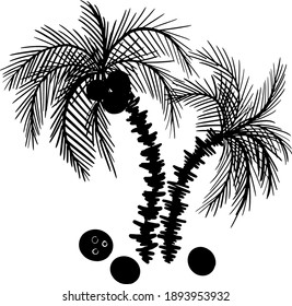 
Vector image, two coconut trees. Black and white graphics, logo, clipart.