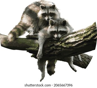 Vector Image of Two Cute Raccoons Resting on a Tree Branch 