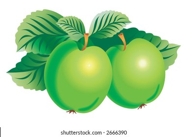 Vector image of two green apples. Edited in CMYK colors and ready for printing