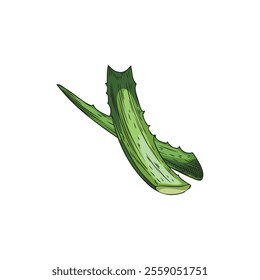 Vector image with two green and prickly leaves of a useful aloe vera plant in the style of a hand drawing on a white background for use in cosmetology and medicine