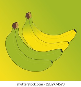 Vector image of two yellow bananas and two green bananas. isolated on yellow green gradient background