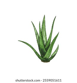 Vector image with a useful aloe vera plant with prickly green leaves in the style of hand drawing isolated on a white background for skin and body health