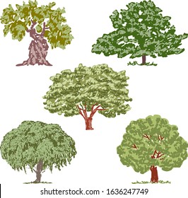 Vector image of various deciduous trees sketches