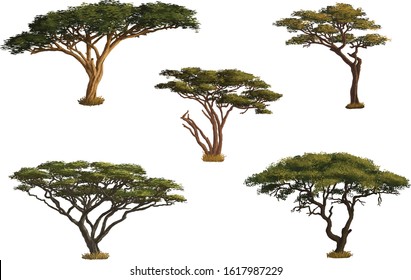 Vector image of various shapes of beautiful trees in African nature