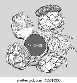 Vector image of vegetable plant artichoke drawn by hand.Perfect menu, garden farm, shop, market, organic, vegetarian/vegan foods template.
