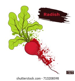 Vector image. Vegetable sketch, imitation of splashes and blots ink. Hand drawing ripe red radish. Colors quick drawing.
