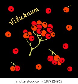 Vector image of viburnum berries on a black background. The drawing is drawn by hand.
