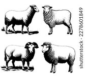 Vector image - vintage illustration of a ram. Vector illustration of 4 sheep and rams. Monochrome, isolated on a white background.