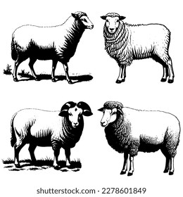 Vector image - vintage illustration of a ram. Vector illustration of 4 sheep and rams. Monochrome, isolated on a white background.