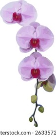 vector image of a violet orchid flower on a white background