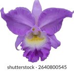 vector image of a violet purple Cattleya orchid flower on a isolated