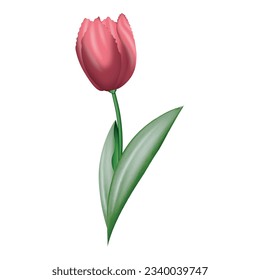 vector image of water color pink tulip
