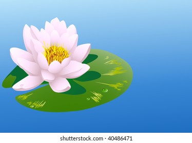 The vector image of a water lily.