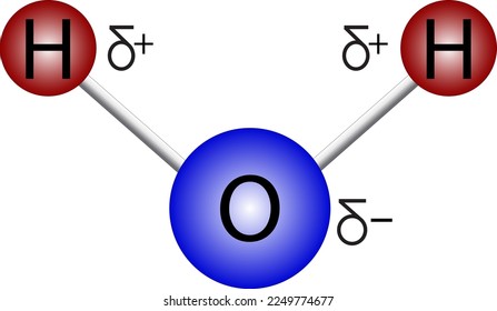 vector image of water molecule structure with charges