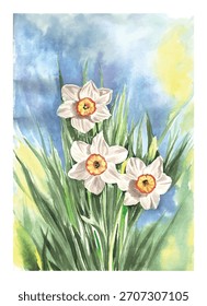 Imagem vetorial de uma aquarela dos narcisos brancos de primavera em um leito de flor contra o fundo de plantas verdes e céu azul e o sol.