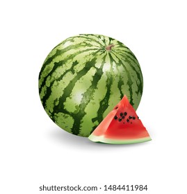 Vector image of a watermelon. Fresh fruit. Realistic isolated on white.