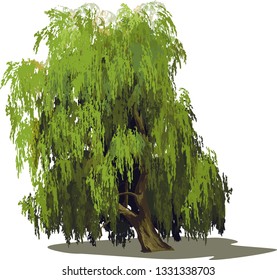 Vector image of weeping willow tree as a design element.
