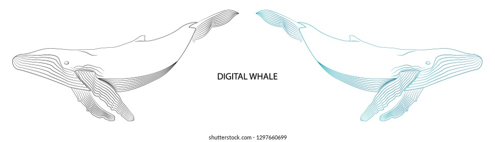 vector image of a whale