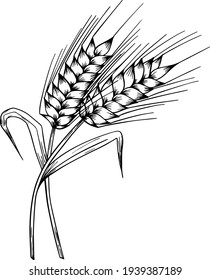 Vector image of wheat, ears of wheat element for your design