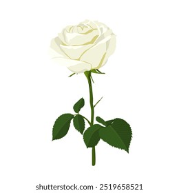 Vector image of a white blooming rose. Garden white flower on a stem with buds and leaves. Plant template for invitation card.