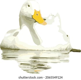 Vector Image of a White Duck in Water 