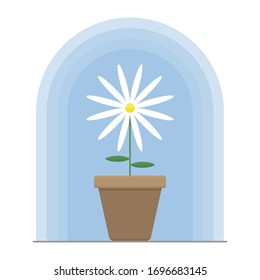 Vector image of a white flower in a brown pot. Light blue background. Flat graphics.
