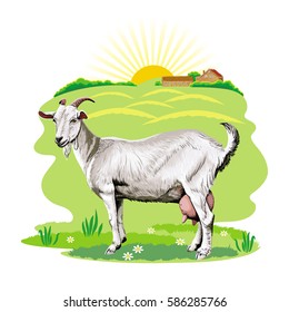 Vector image of white goats grazing on green pasture